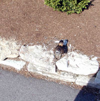 sidewalk bird