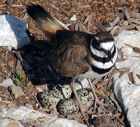 nest
