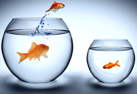 a big fish in a small pond